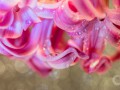 Bloemen, Druppels, Bokeh, Hyacint